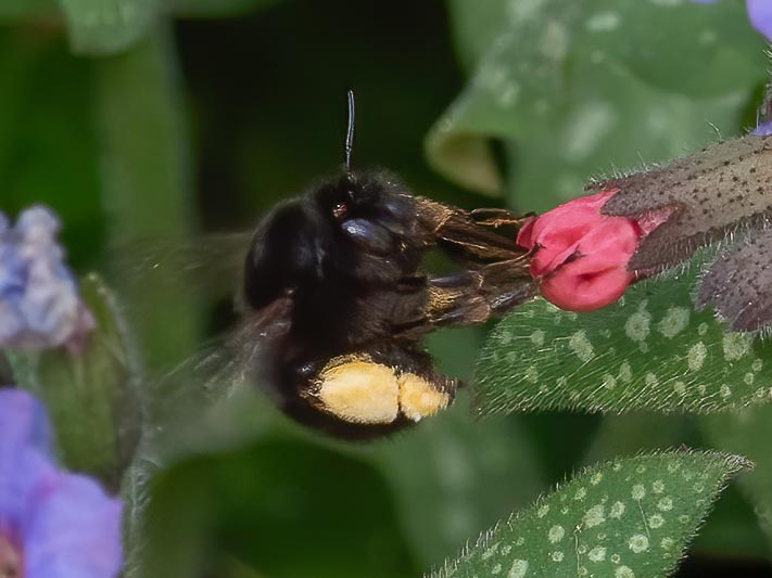 Anthophora plumipes.jpg